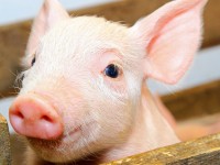 Важная информация для владельцев свиней